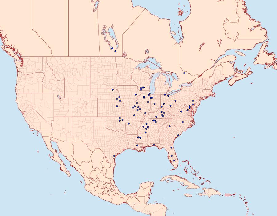 Distribution Data for Gonioterma mistrella