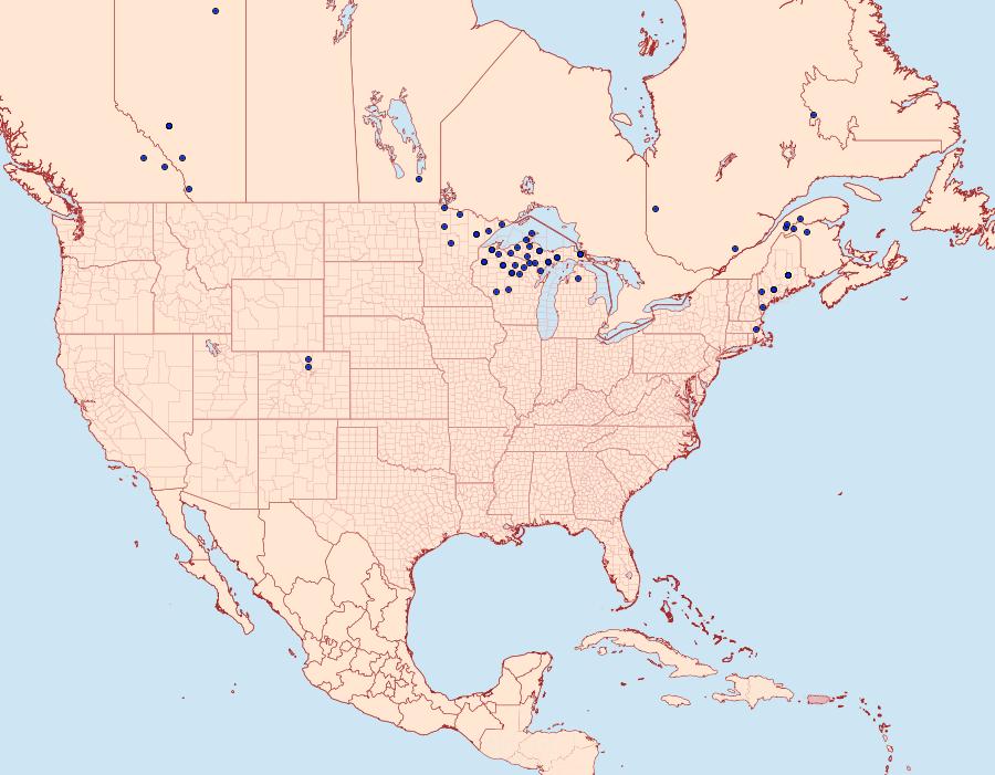 Distribution Data for Coranarta luteola