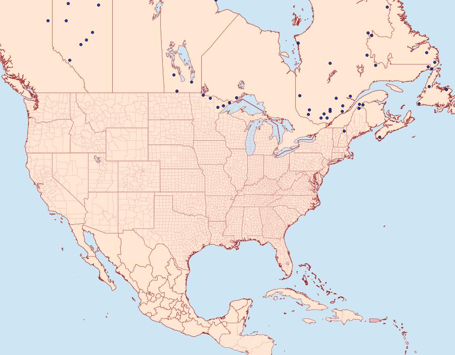 Distribution Data for Lasionycta taigata