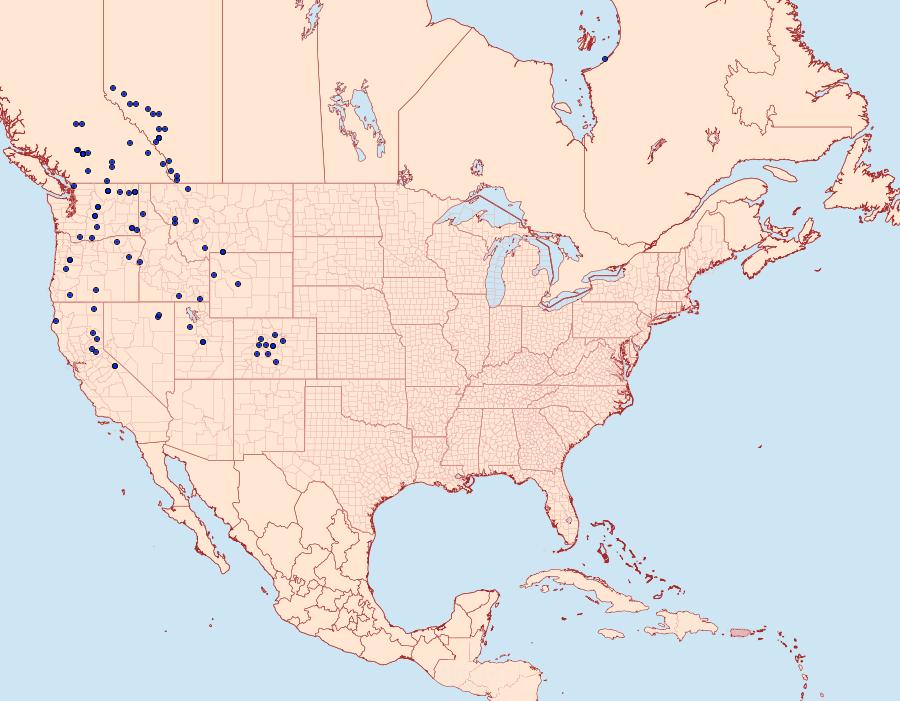 Distribution Data for Lasionycta perplexa