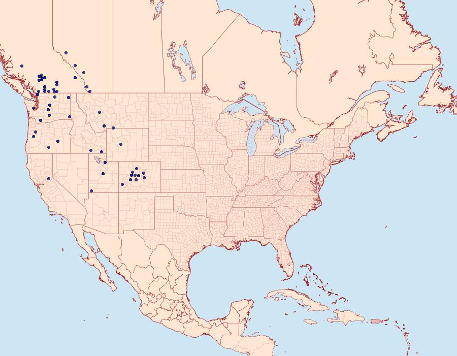 Distribution Data for Lasionycta subfuscula