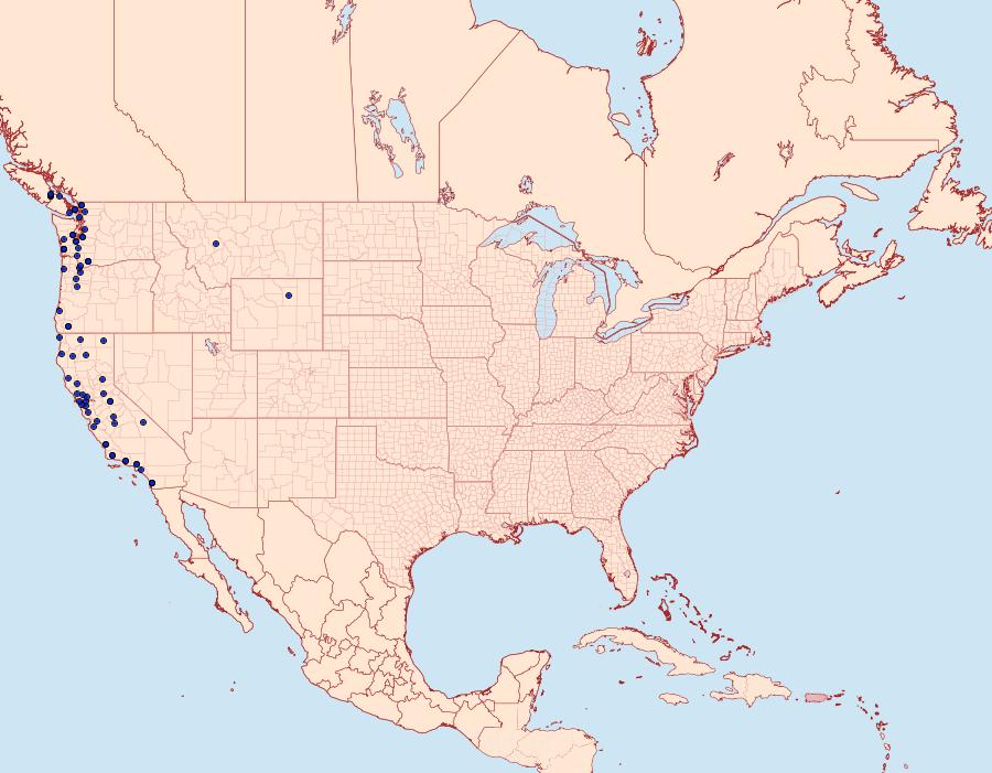 Distribution Data for Lacinipolia cuneata