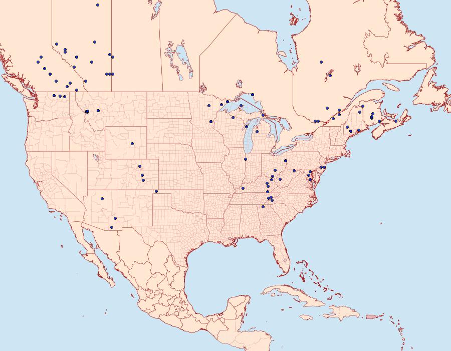 Distribution Data for Lacinipolia anguina