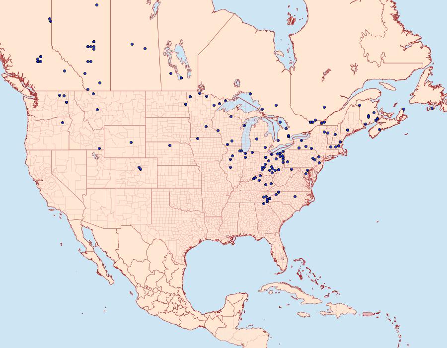 Distribution Data for Lacinipolia lorea