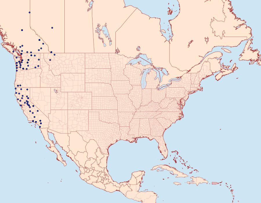 Distribution Data for Lacinipolia davena