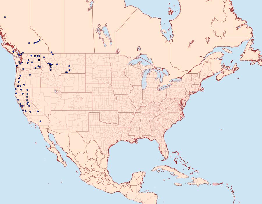 Distribution Data for Lacinipolia comis