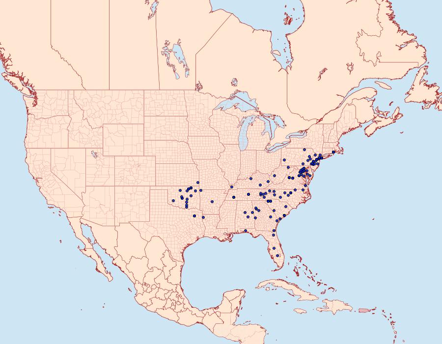 Distribution Data for Lacinipolia explicata