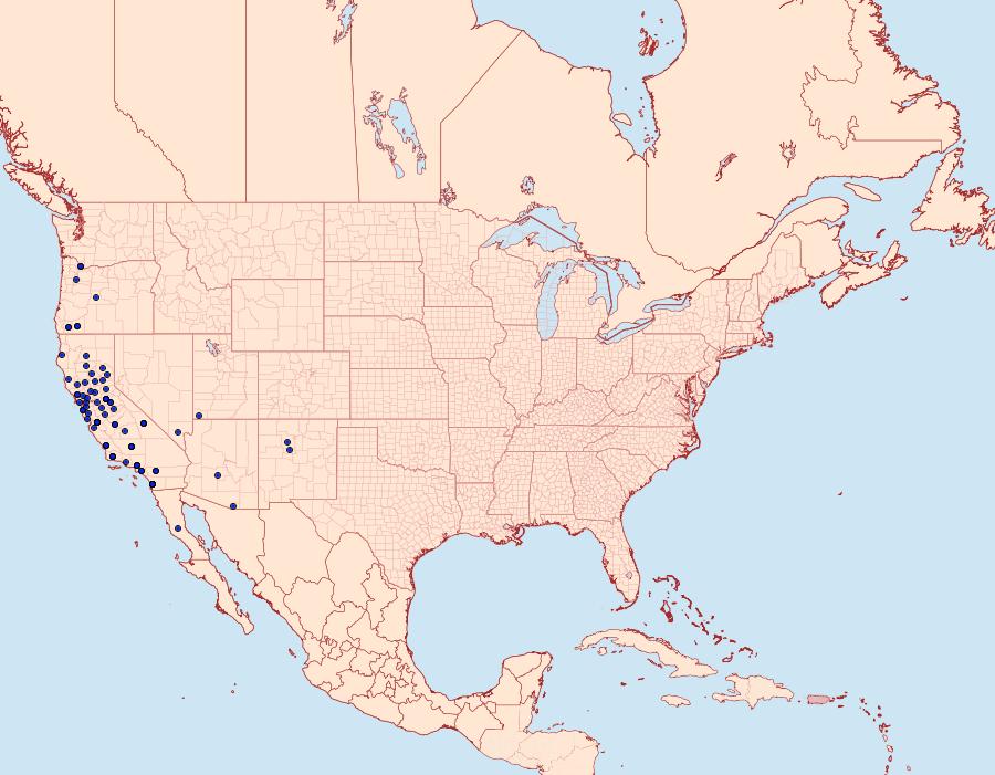 Distribution Data for Lacinipolia quadrilineata