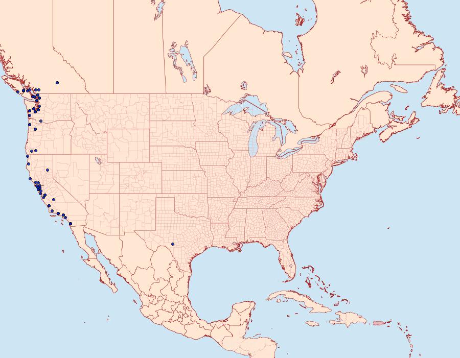 Distribution Data for Lacinipolia patalis