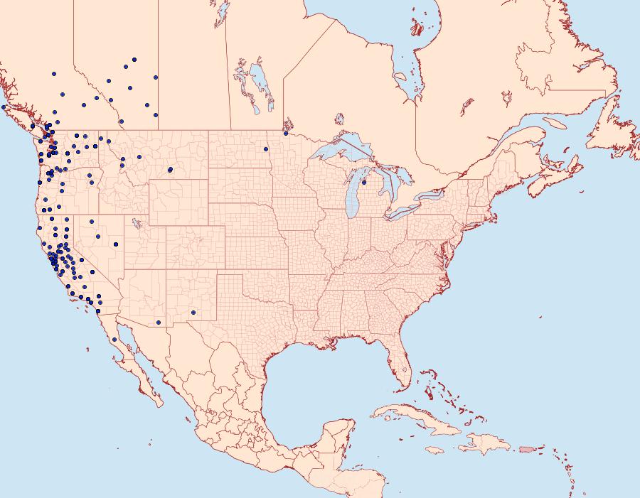 Distribution Data for Dargida procinctus