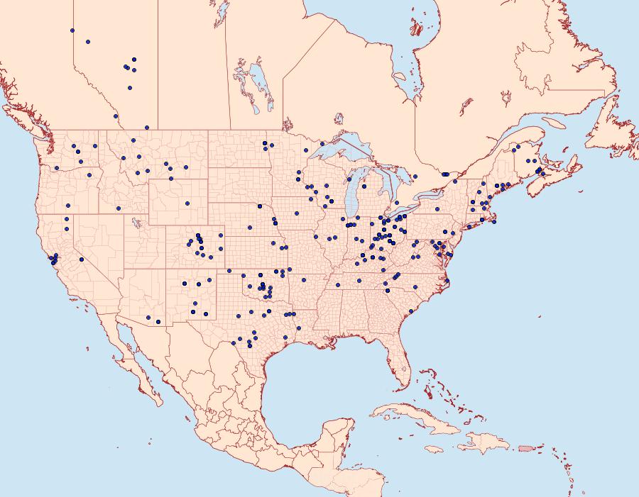 Distribution Data for Dargida diffusa