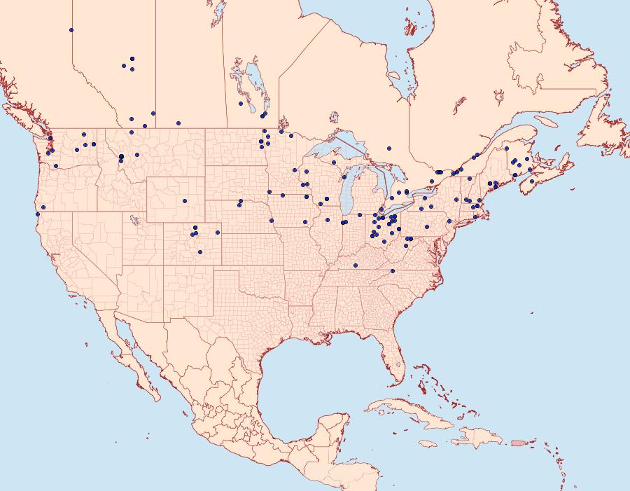 Distribution Data for Leucania commoides