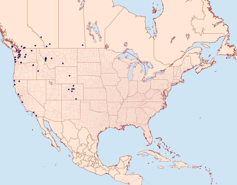 Distribution Data for Stretchia muricina