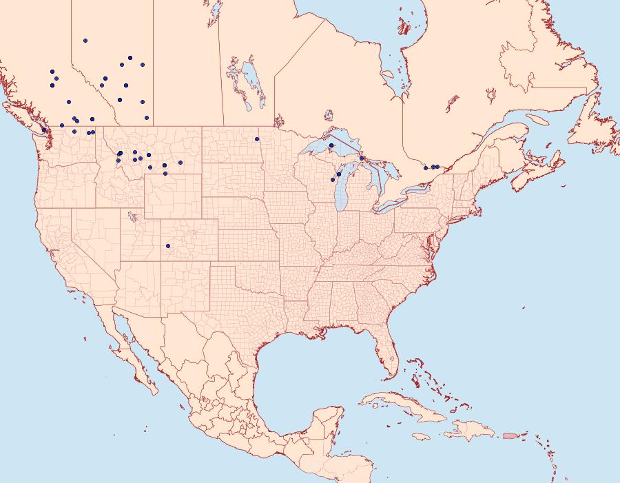 Distribution Data for Orthosia segregata