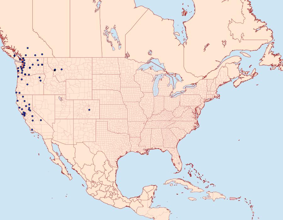 Distribution Data for Egira simplex