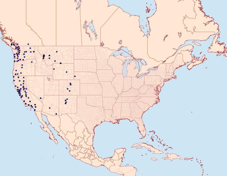 Distribution Data for Egira crucialis