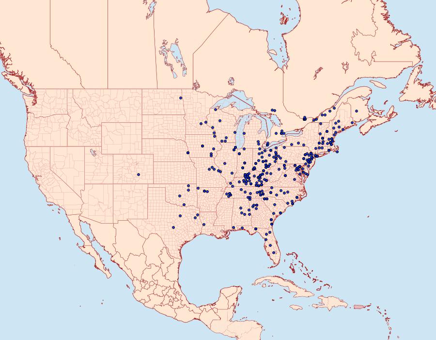 Distribution Data for Morrisonia confusa