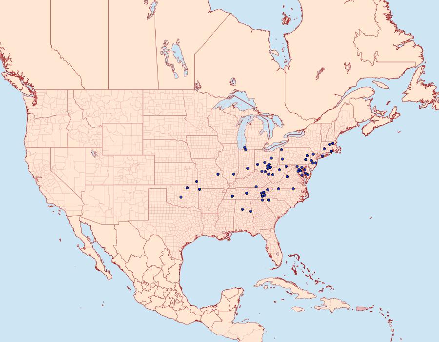 Distribution Data for Homorthodes lindseyi