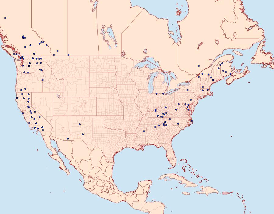 Distribution Data for Homorthodes furfurata