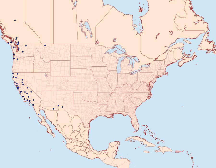 Distribution Data for Homorthodes fractura