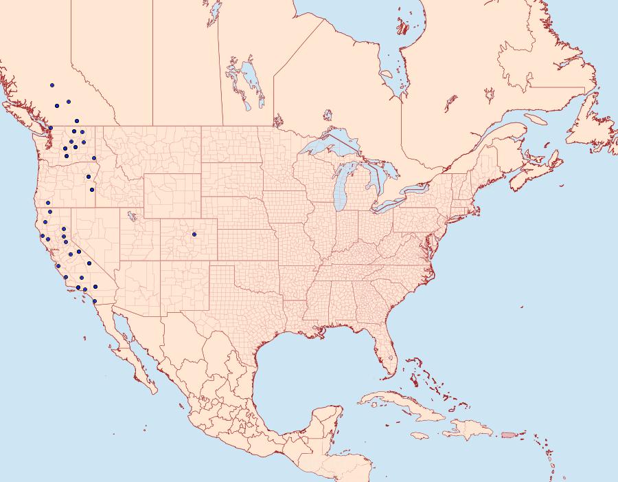 Distribution Data for Homorthodes discreta