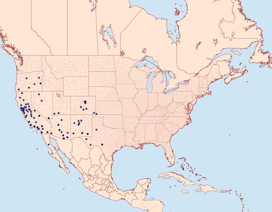 Distribution Data for Trichopolia alfkenii