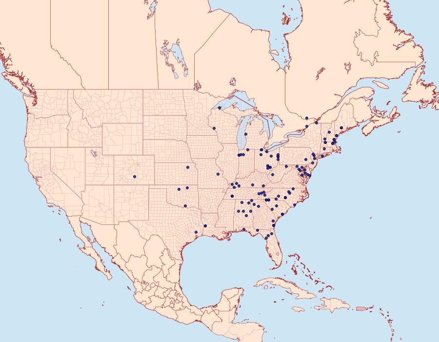 Distribution Data for Ulolonche culea