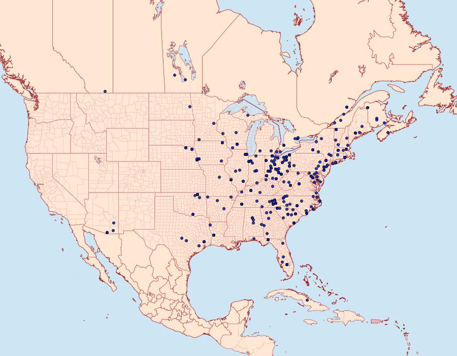 Distribution Data for Orthodes majuscula