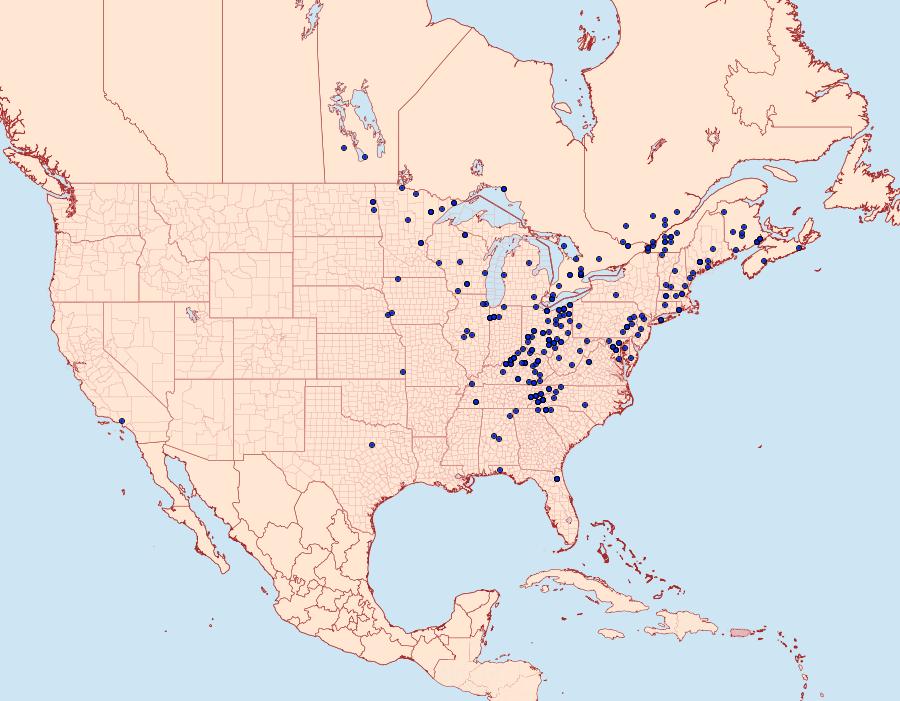 Distribution Data for Orthodes cynica