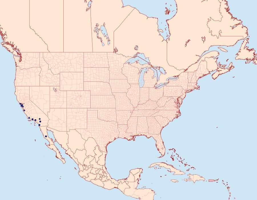 Distribution Data for Miodera stigmata