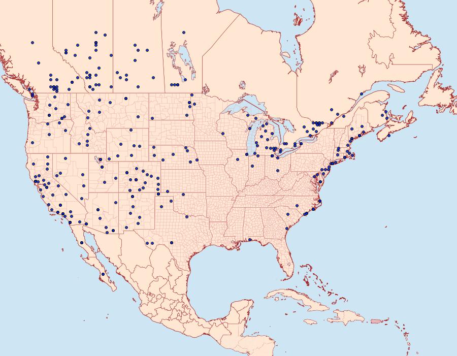 Distribution Data for Agrotis vetusta