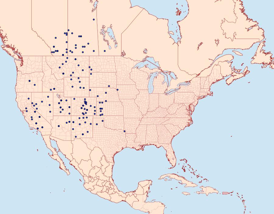 Distribution Data for Agrotis orthogonia