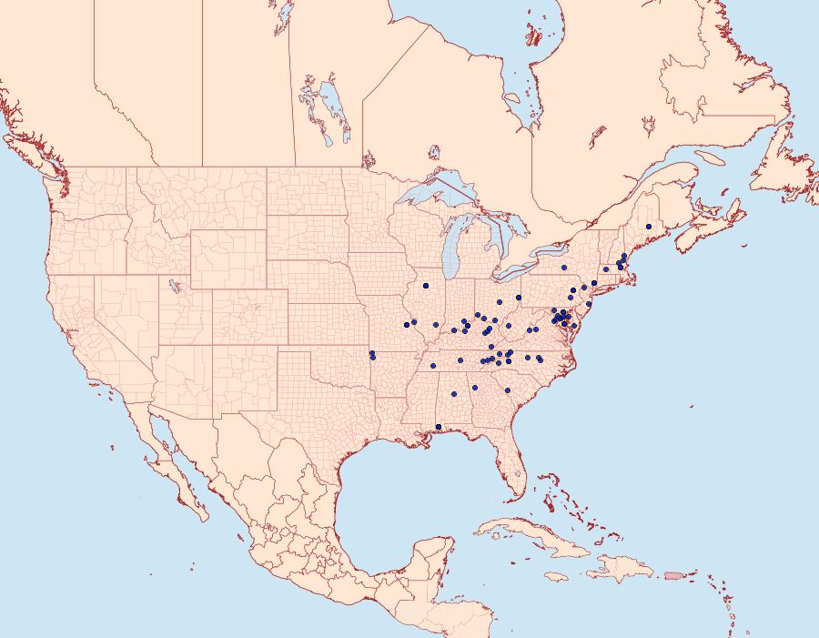 Distribution Data for Martyringa latipennis