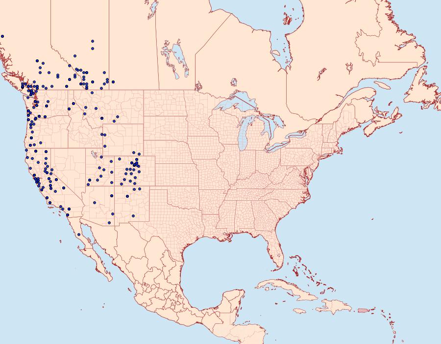 Distribution Data for Agrotis vancouverensis