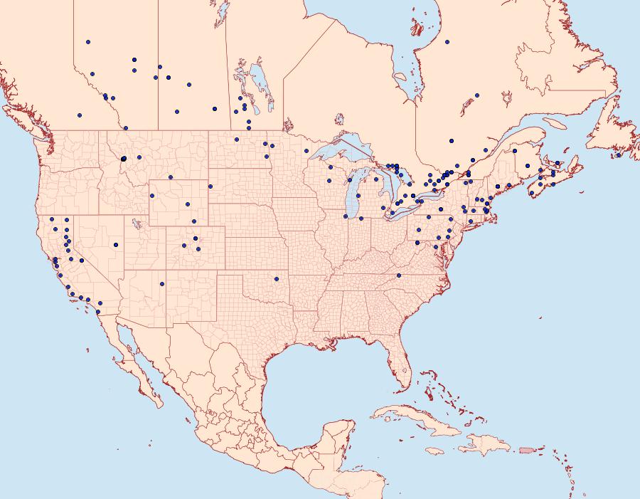 Distribution Data for Agrotis volubilis