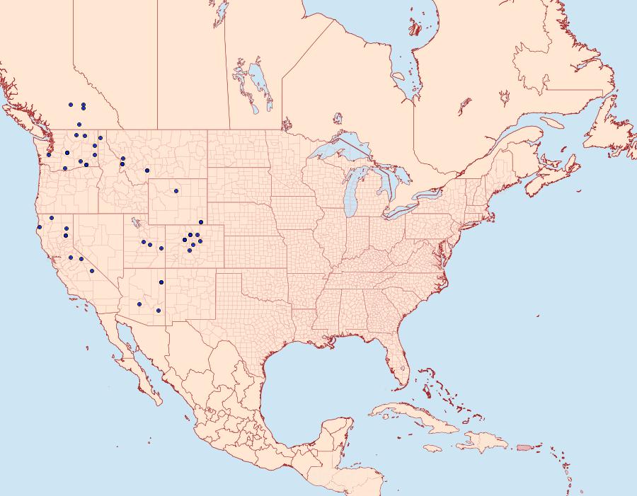 Distribution Data for Agrotis antica