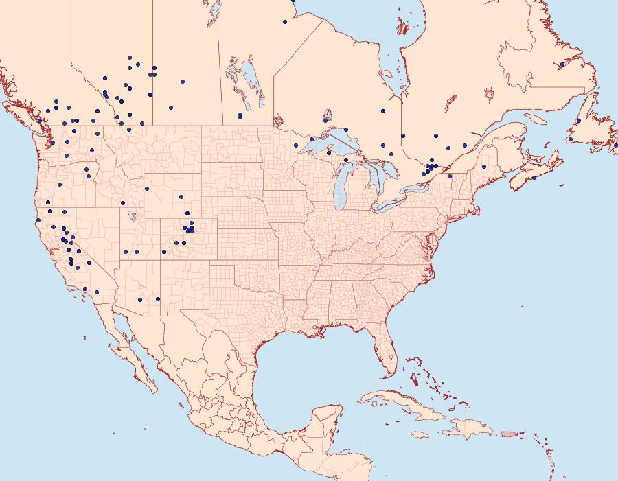 Distribution Data for Agrotis obliqua