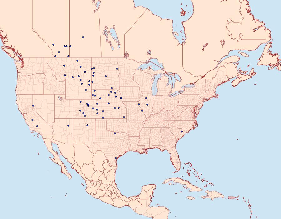 Distribution Data for Agrotis rileyana