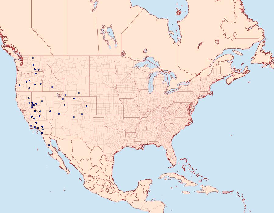 Distribution Data for Copablepharon spiritum