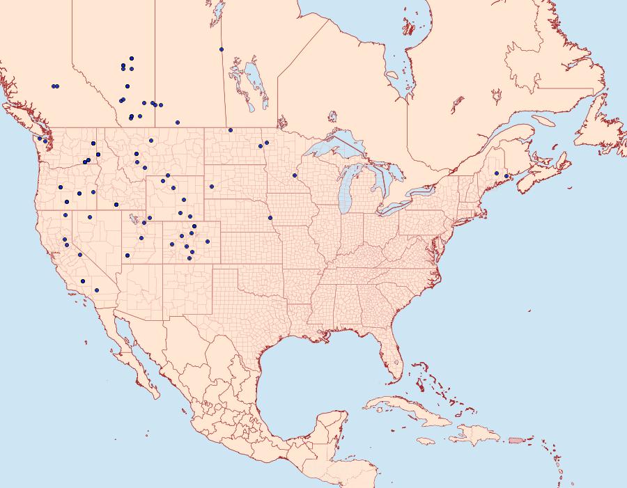 Distribution Data for Euxoa tristicula