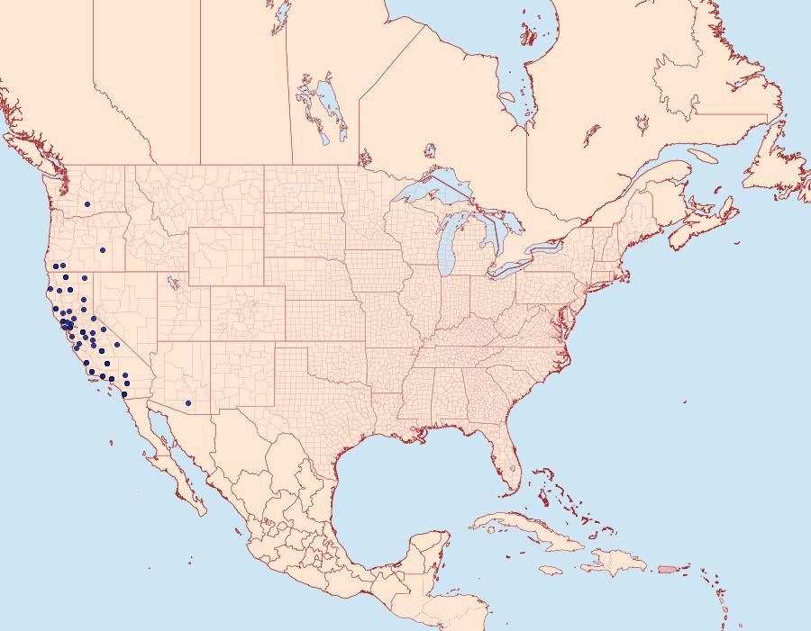 Distribution Data for Euxoa tocoyae