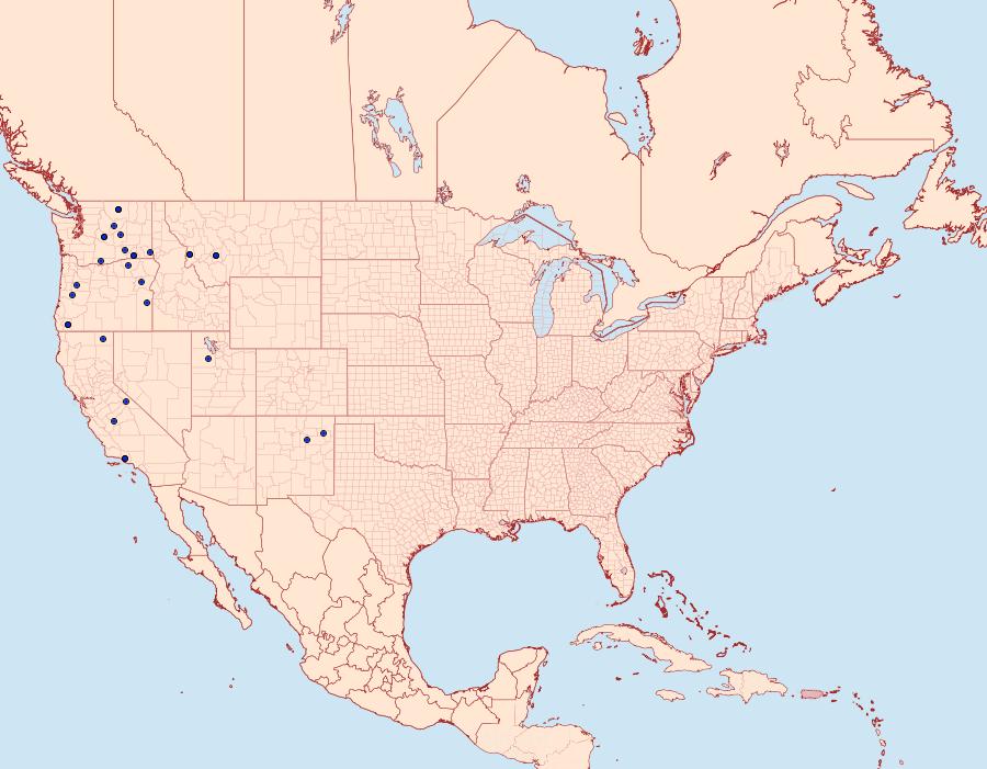 Distribution Data for Euxoa scotogrammoides