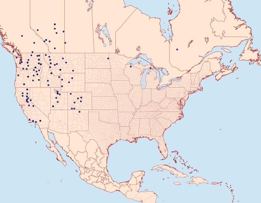 Distribution Data for Euxoa intrita