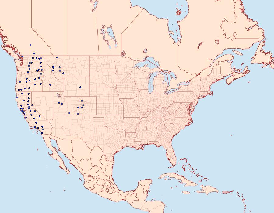 Distribution Data for Euxoa punctigera