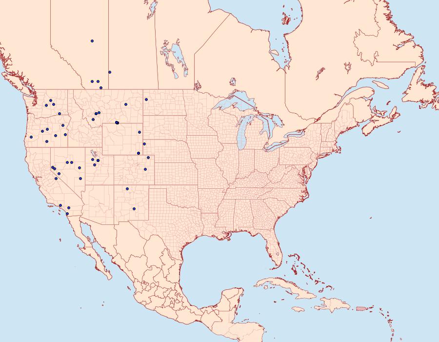 Distribution Data for Euxoa mitis