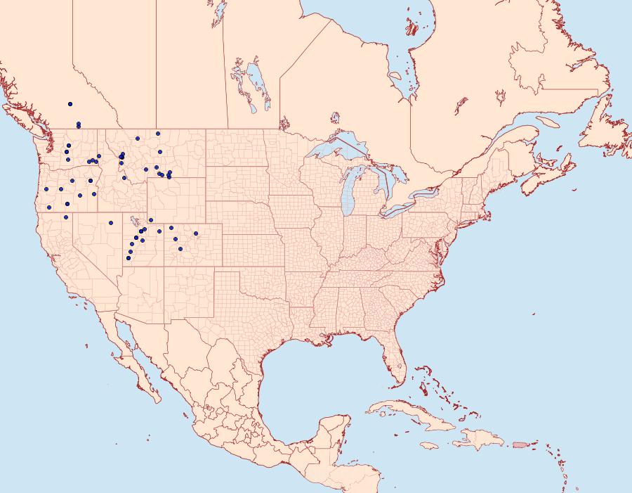 Distribution Data for Euxoa excogita