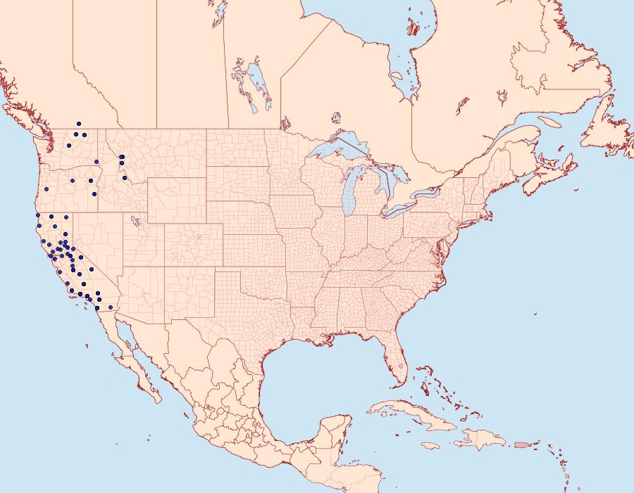 Distribution Data for Euxoa bicollaris