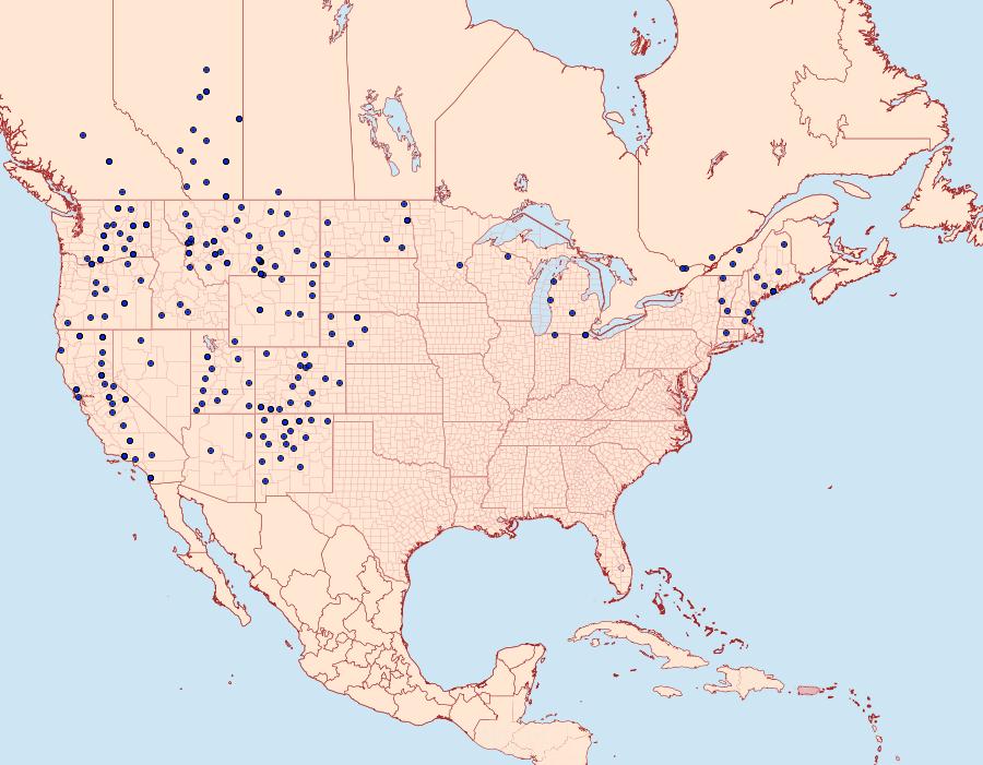 Distribution Data for Euxoa albipennis