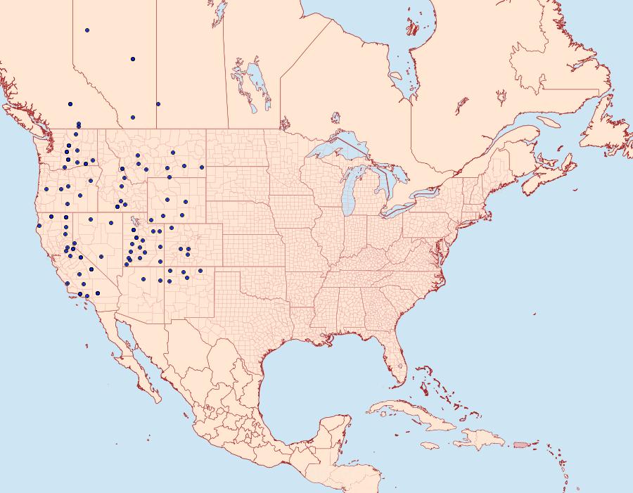 Distribution Data for Euxoa choris