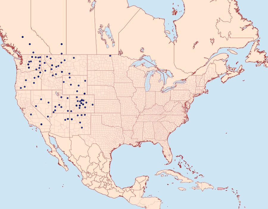 Distribution Data for Euxoa auripennis